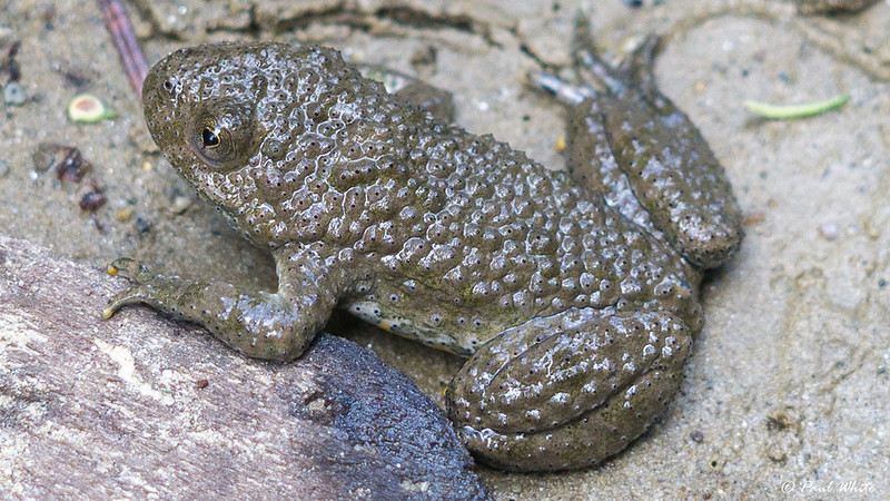 Yellow-bellied toad (Bombina variegata)