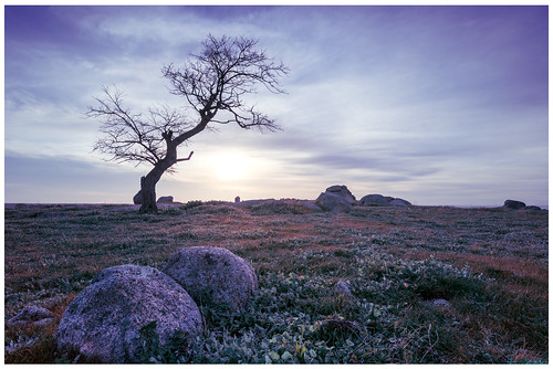 nikond810 1424mm wideangle winter dogrocks batesford sunset nisifilters victoria australia artistic tree rock subtle