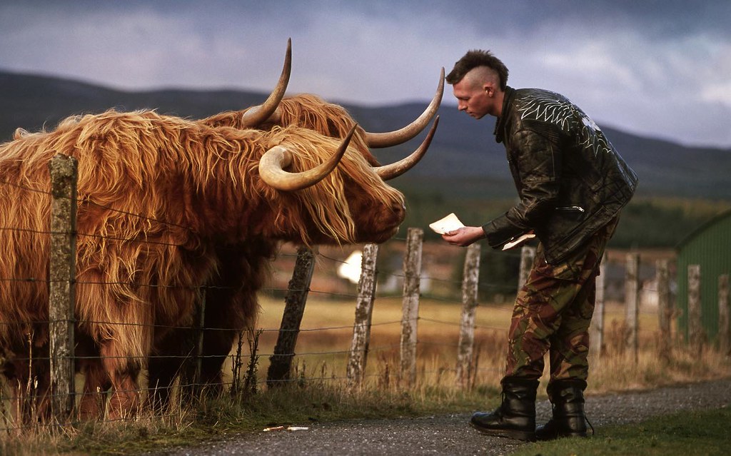 Scotland Fix of the Day: while we are shamelessly ogling Highland cattle it seems fitting to revisit Rusty and Tufty in Dalwhinnie. And to thank the young man who walked into my picture and fed them a loaf of bread. While I took the picture the three of t