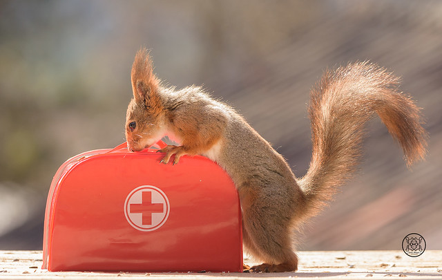 red squirrel standing with an Emergency Suitcase