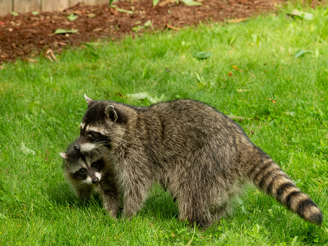 Mom Raccoon and her baby