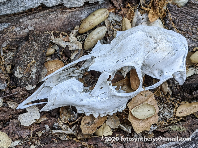Columbian Black-tailed Deer (Odocoileus hemionus columbianus) skeletal remains IMG_20200802_101131