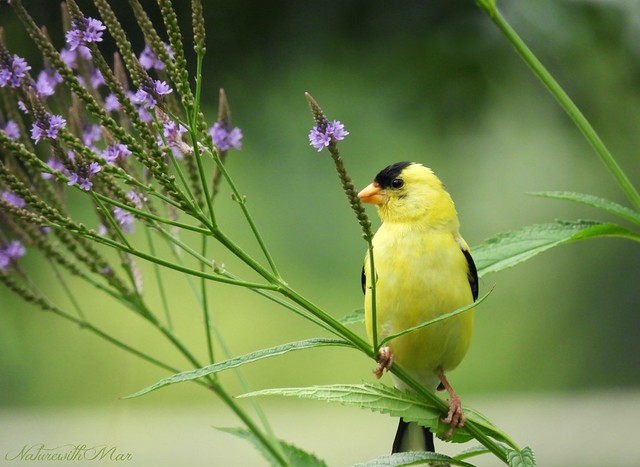 Goldfinch bird