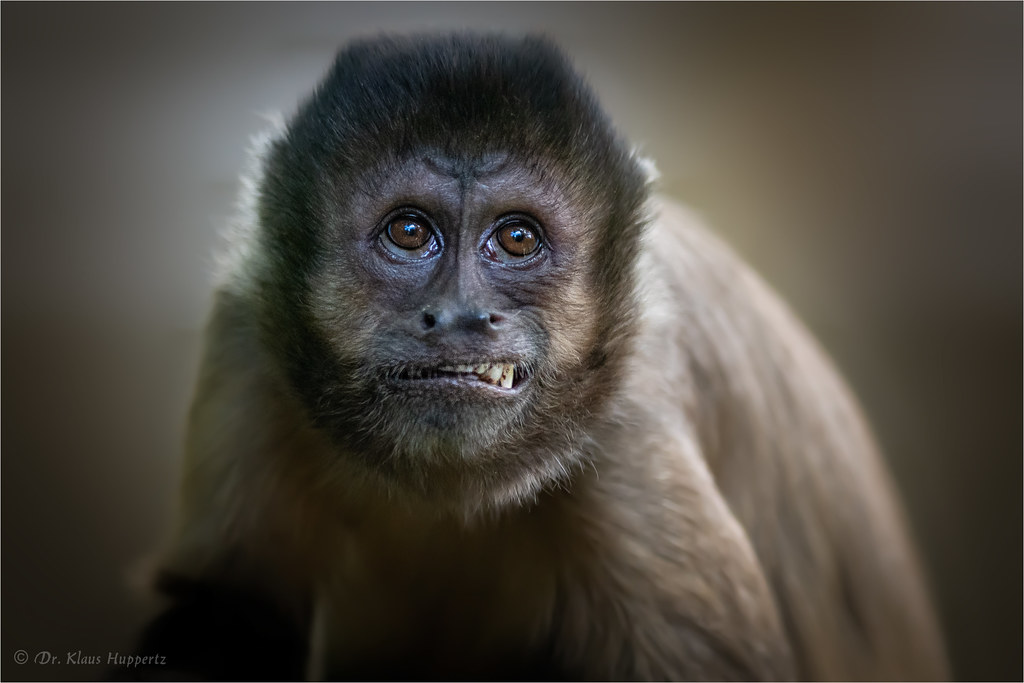 tufted capuchin portrait