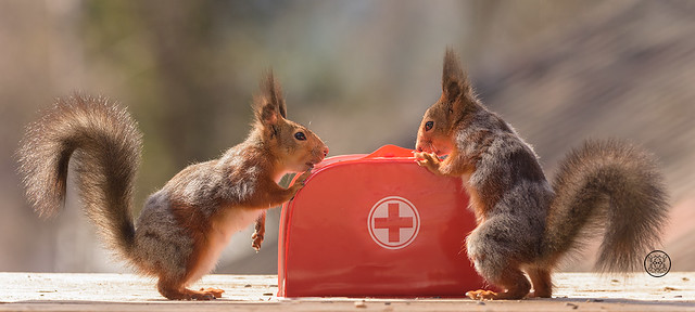 red squirrels standing with an Emergency Suitcase First Aid