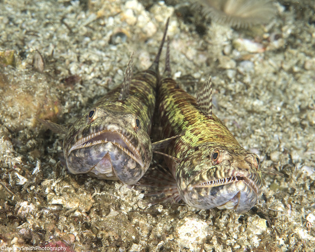 Lizardfish, Synodontidae, Malapascua, Philippines