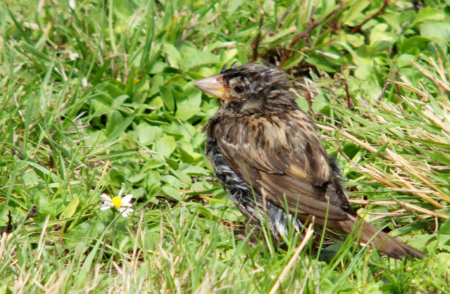 Juv. House sparrow, Passer domesticus, Gråsparv