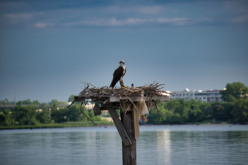 Hawk's Nest 2
