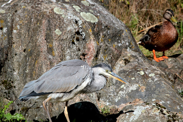 Grey heron and Mallard- Gråhäger, Gräsand