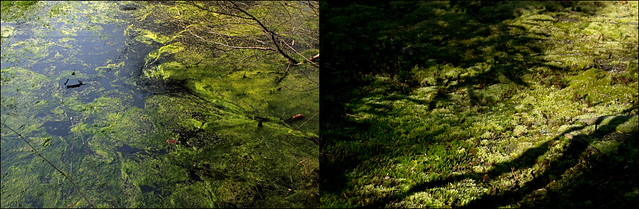 moor and moss (Manfred Geyer / Ute Kluge)