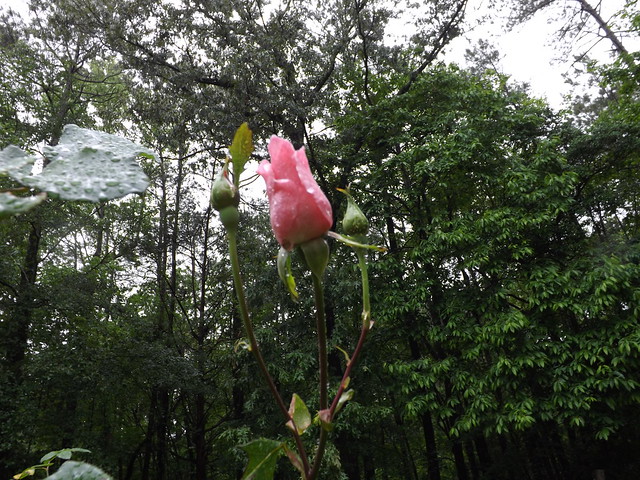 Rosebuds in the rain