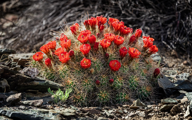The Scarlet Hedgehog Cactus in Bloom ( Echinocereus Coccineus)