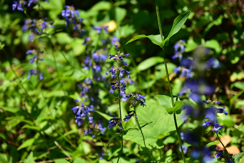 Hiking to Hazel and Hub Lakes