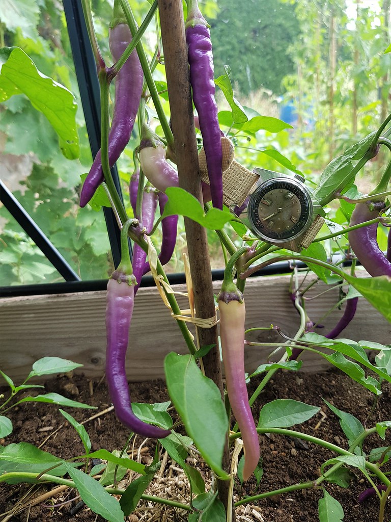 Dites-le avec des... légumes - Feu de montres potagères - Page 2 50186157221_c9727d2d08_b