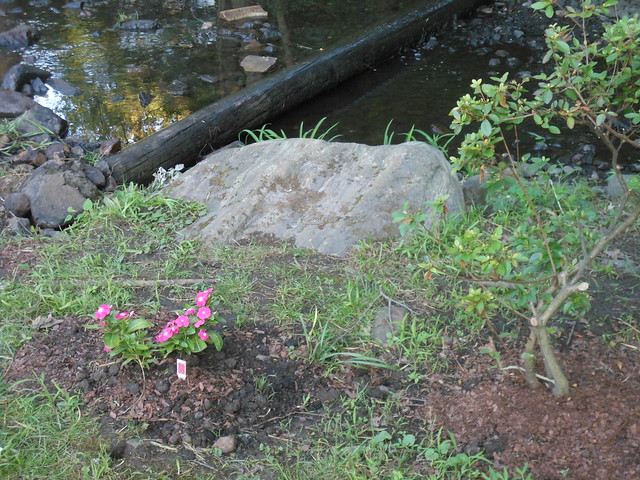 Flowers, Rock and Brook, Waverly Park, West Caldwell, NJ