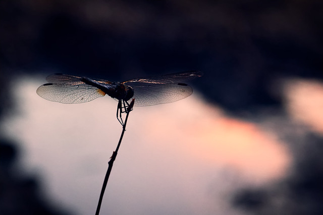Dragonfly at after sunset