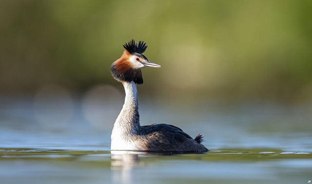 Great Crested Grebe, Attenborough Nature Reserve.