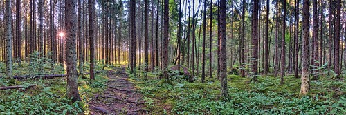 sonyrx10iv landscape forestpath forest spruce path metsä kuusikko kuusimetsä polku peltolammi tampere finland