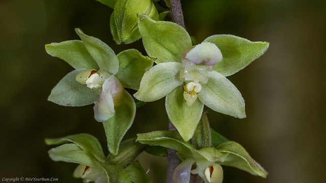 Violet Helleborine Orchid (Epipactis purpurata)