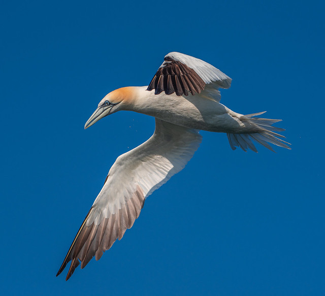 Gannet flight