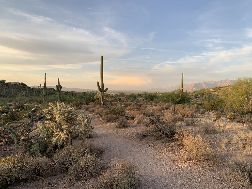 Night Hawk Trail
