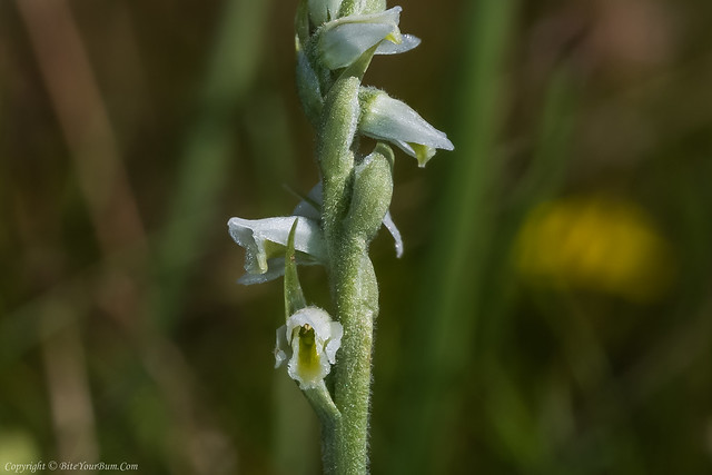 Autumn Lady's Tresses Orchid (Spiranthes spiralis)