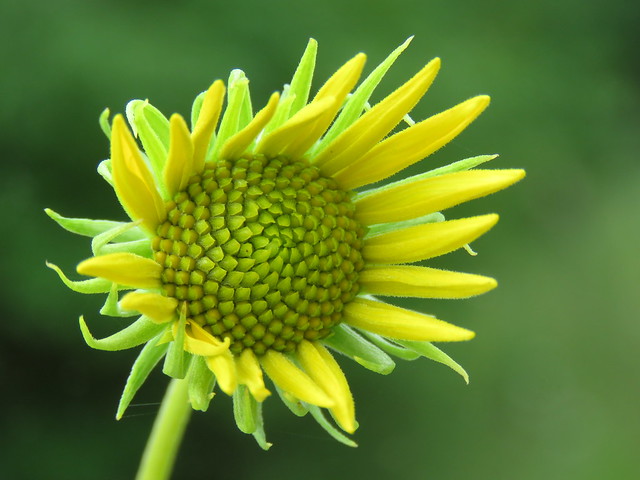 sunflower in focus