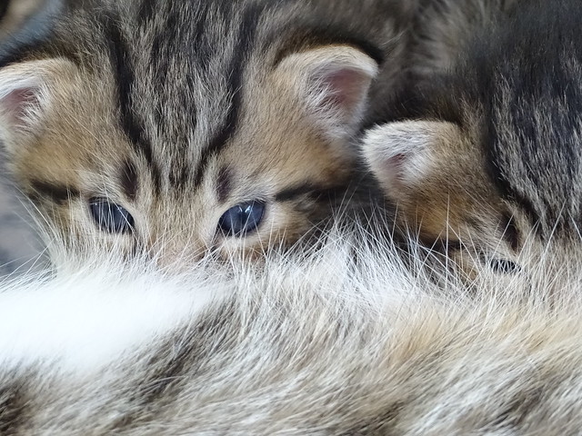 surprise du confinement! 3 petits chatons nés fin juin