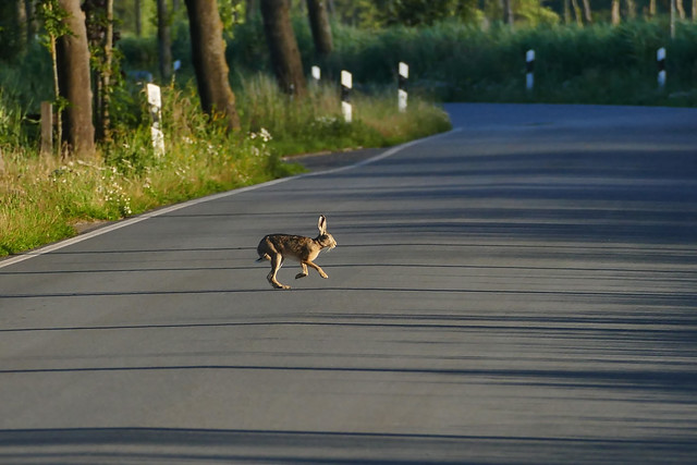 Feldhase überquert die Straße - brown hare crosses the road