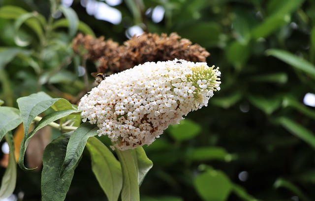 Buddleia flower head with insects