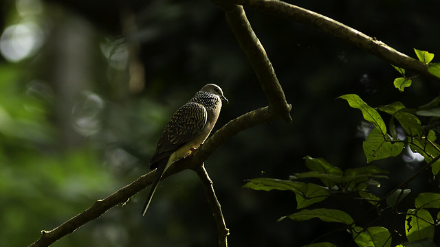 Spotted Dove early morning