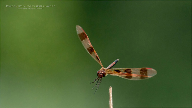 A9_05674  Dragonfly Landing Series Image 3 1600 share