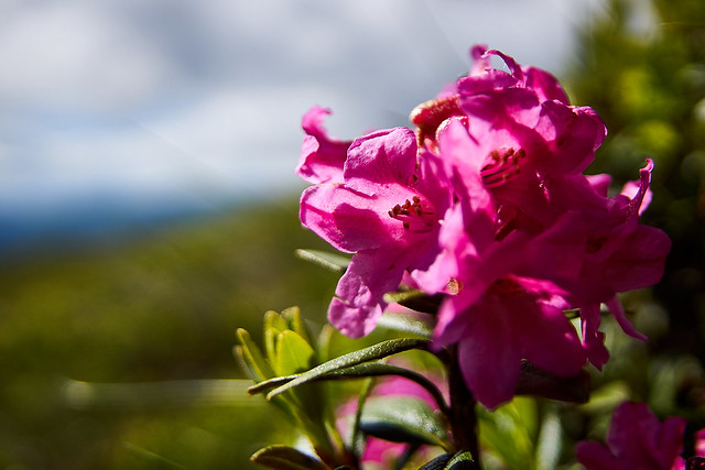 Alpine blossoms