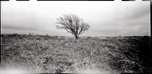 Burren Tree 002