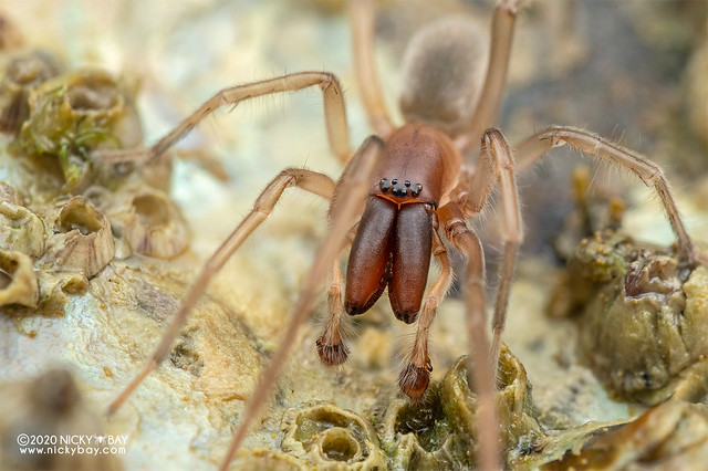 Intertidal spider (Desis martensi) - DSC_5810b