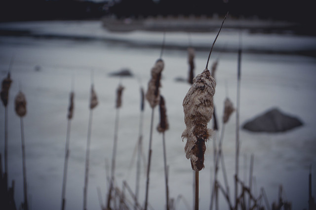 Cattails on the Canal