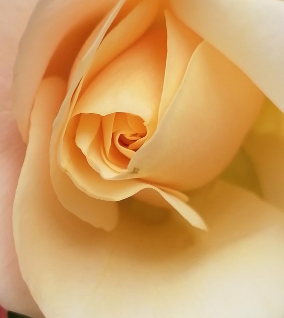 Rose..abricot