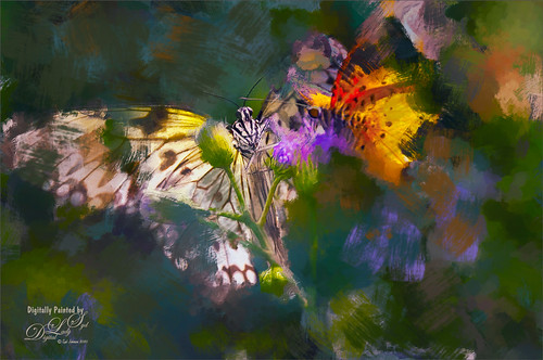 Image of two butterflies painted in abstract. 