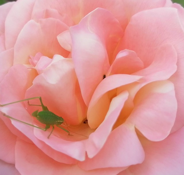 Rose rose 'n green insect