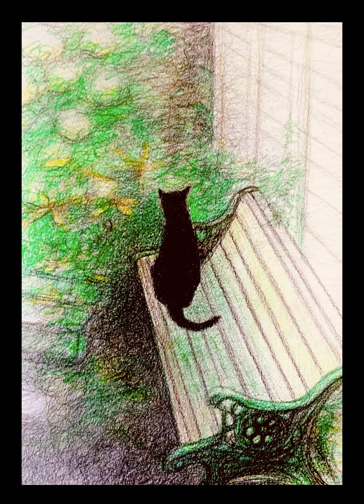 Jenkins listening to sounds in the garden, today. Coloured Polychromos pencil drawing by jmsw. Just for Fun. On card.