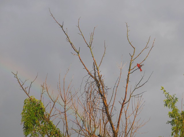 Rainbow and Cardinal