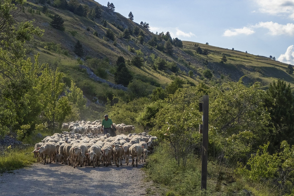 Ora in terra d'Abruzzi i miei pastori... | A flock in Gran S… | Flickr