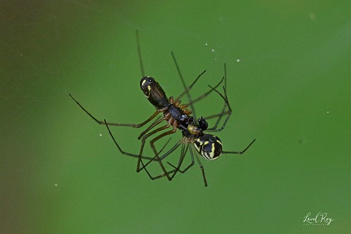 spider québec été araignées comportement nerieneradiata arachnidés linyphiidés filmydomespider saisonestivale lavalroy saintfortunat
