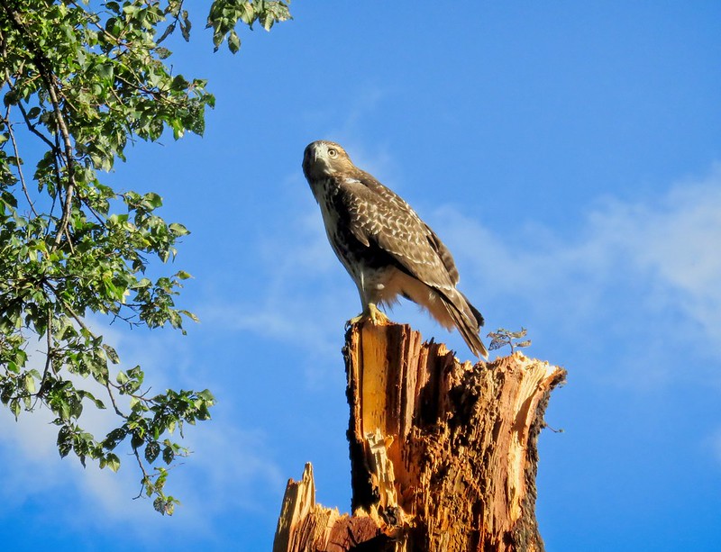 Fledgling red-tail posing on storm-damaged tree in Tompkins Square