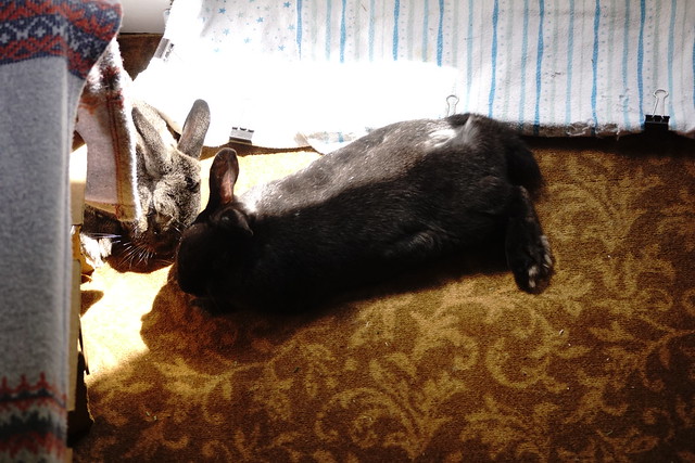 Sherman and Zuzu, sunbathing.