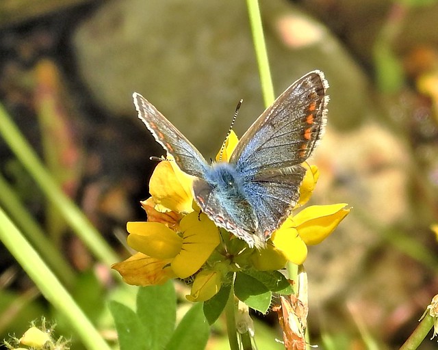 Common Blue Butterfly (f)