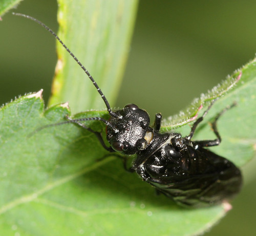 insect hymenoptera symphyta pamphiliidae sawfly northcarolina roanmountain canonef100mmf28macrousm inaturalist