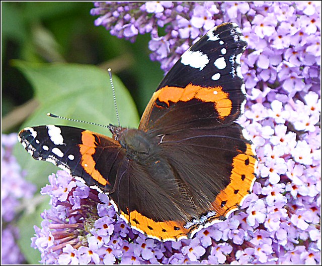 Red Admiral Butterfly ...