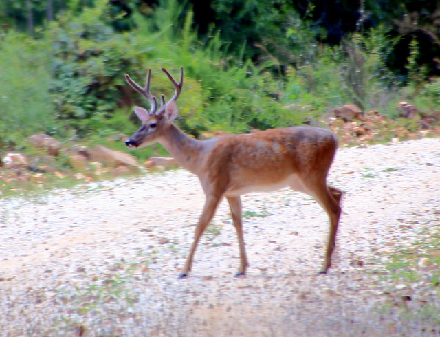 Young Buck in Velvet - Newton County, Arkansas