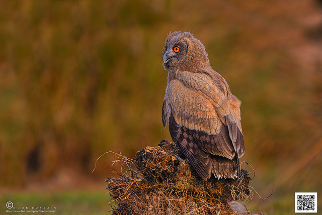 Dusky Eagle-owl